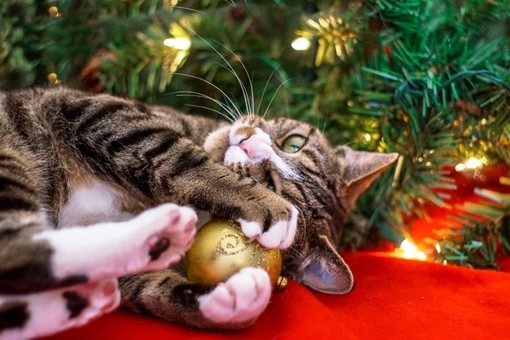 5 migliori regali di Natale per il proprio gatto 5 migliori regali di Natale per il proprio gatto