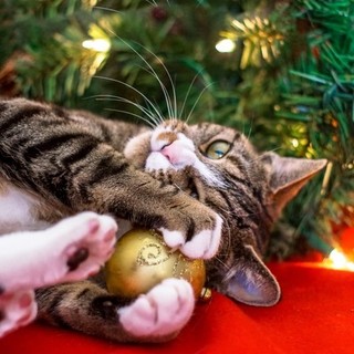 5 migliori regali di Natale per il proprio gatto