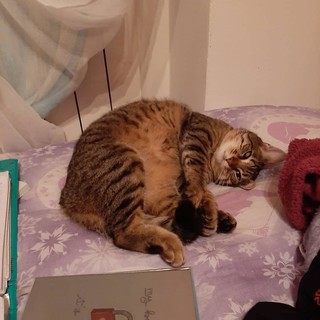 Ladri a Rocchetta Cairo, picchiano il cane e fanno scappare il gatto. L'appello della proprietaria: "Aiutatemi a ritrovarlo"