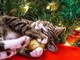 5 migliori regali di Natale per il proprio gatto