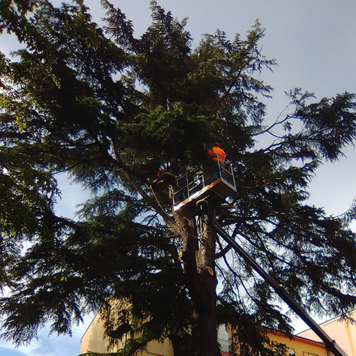 Mallare, abbattuto per motivi di sicurezza un grande 'Cedro del Libano' alto più di 20 metri Mallare, abbattuto per motivi di sicurezza un grande 'Cedro del Libano' alto più di 20 metri