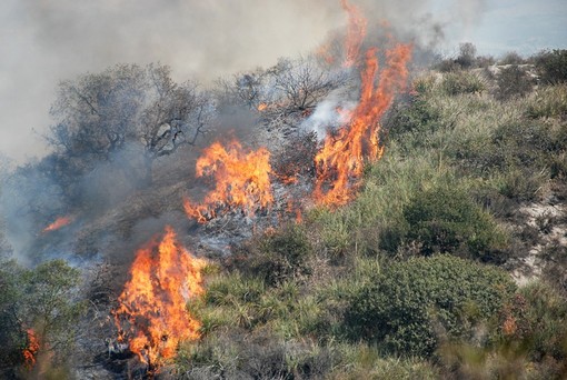 Incendi e siccità, l'Enpa chiede alla Regione di sospendere la caccia alla fauna migratoria Incendi e siccità, l'Enpa chiede alla Regione di sospendere la caccia alla fauna migratoria