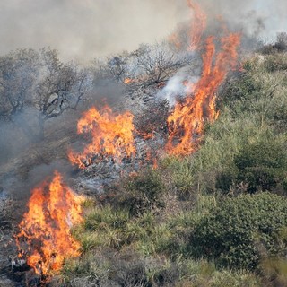 Incendi e siccità, l'Enpa chiede alla Regione di sospendere la caccia alla fauna migratoria Incendi e siccità, l'Enpa chiede alla Regione di sospendere la caccia alla fauna migratoria