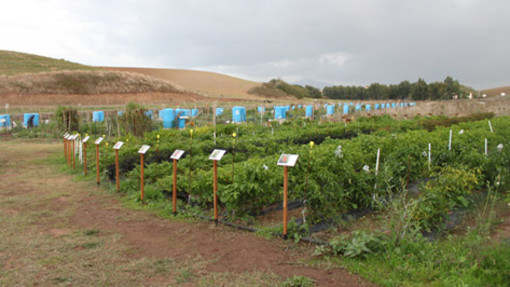 L'agronomo Gianluigi Nario vincitore del Premio Pietro Di Donato L'agronomo Gianluigi Nario vincitore del Premio Pietro Di Donato