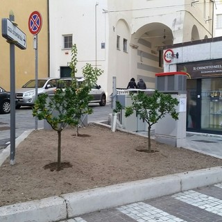 Savona, piante di chinotto nell'aiuola via Schienacoste/via Paleocapa