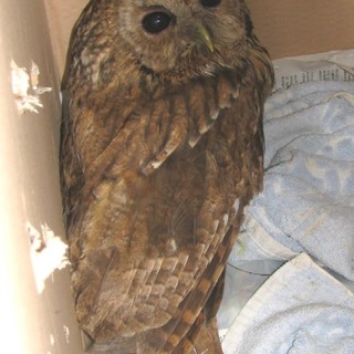 Allocco ferito sull'uscio di casa