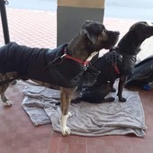 Albissola, una raccolta fondi per aiutare il proprietario di Rex: "Facciamo emergere il bene, non il male" Albissola, una raccolta fondi per aiutare il proprietario di Rex: "Facciamo emergere il bene, non il male"