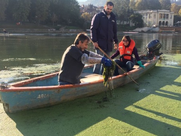 Dalla Liguria al Po per annientare l'alga tropicale