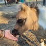 Sassello, tre giorni di festa per aiutare la Pediatria con musica, animali e solidarietà Sassello, tre giorni di festa per aiutare la Pediatria con musica, animali e solidarietà