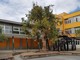 Loano, nel cortile delle scuole Valerga c'è un "Albero della legalità" Loano, nel cortile delle scuole Valerga c'è un "Albero della legalità"