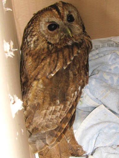 Finale Ligure, allocco si incastra nel camino di una casa: soccorso dall'Enpa Finale Ligure, allocco si incastra nel camino di una casa: soccorso dall'Enpa