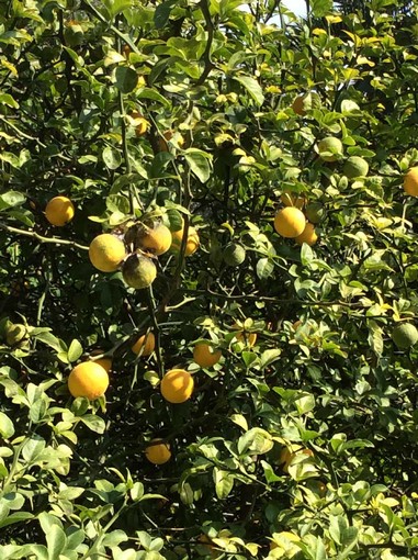 Savona, "Mare di Agrumi: vitamine per l'agricoltura e il turismo"