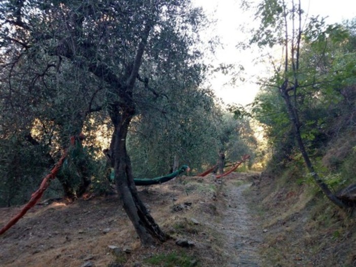 Domenica la "Camminata tra gli olivi" promossa dall’associazione Città dell’Olio