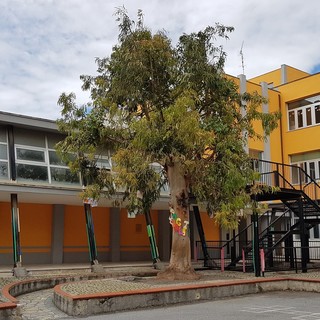 Loano, nel cortile delle scuole Valerga c'è un "Albero della legalità"