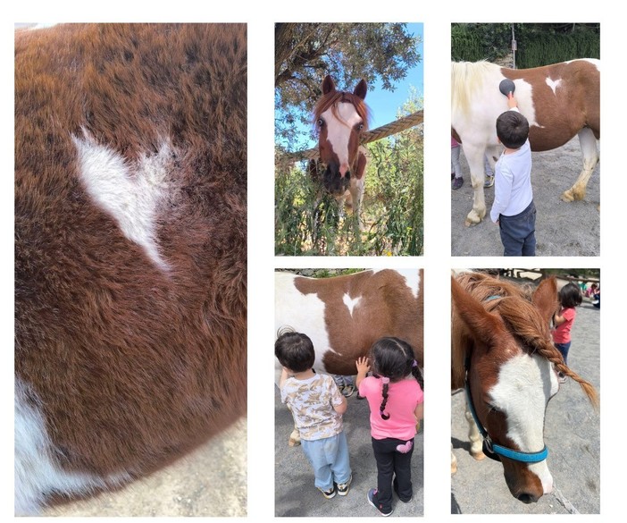 Pietra Ligure, l’Asd AsinOlla lancia una raccolta fondi  per salvare la cavallina “Olly”