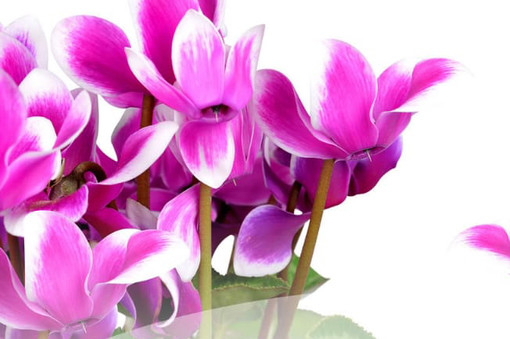 Alassio si colorerà di rosa per sostenere la ricerca contro il tumore al seno