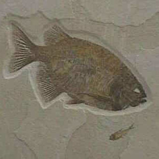 Altare: il Laboratorio dei Fossili sarà ospitato al Turin International Mineral Show