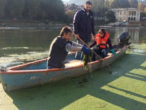 Dalla Liguria al Po per annientare l'alga tropicale