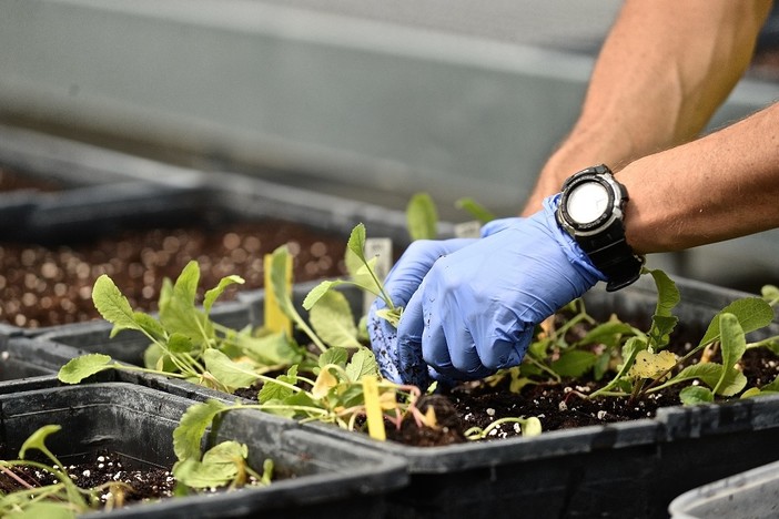 Albenga, tornano gli "Incontri Fitoiatrici" organizzati da Agroinnova