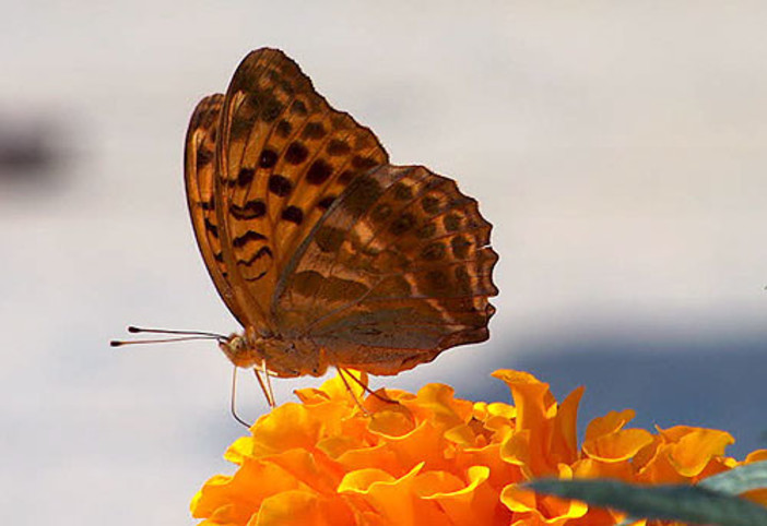 Con il programma ELENA la Provincia promuoverà 42 milioni di investimenti sul territorio savonese