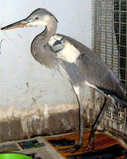 L'airone ferito L'airone ferito