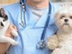 L'Associazione Nazionale Medici Veterinari Italiani: "Gli animali non trasmettono il Covid-19"