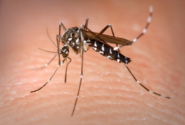 Zanzare pericolose, 4 trappole nel Savonese per monitorarle: a caccia della "Coreana" Zanzare pericolose, 4 trappole nel Savonese per monitorarle: a caccia della "Coreana"
