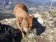 Cane ferito recuperato sul monte Croce: intervento del Soccorso alpino e dei Vigili del fuoco