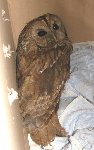 Allocco ferito sull'uscio di casa Allocco ferito sull'uscio di casa