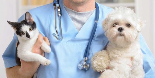 L'Associazione Nazionale Medici Veterinari Italiani: &quot;Gli animali non trasmettono il Covid-19&quot;