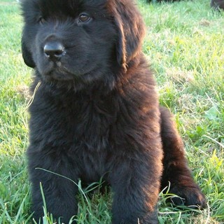 Varazze: la soluzione, per i padroni dei cani, è nelle oasi canine