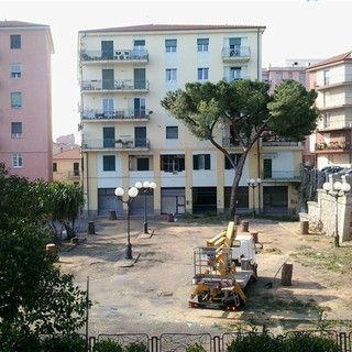 Abbattimento Pini in Piazza Matteotti ad Albenga, in Zona tutelata da Vincolo Monumentale