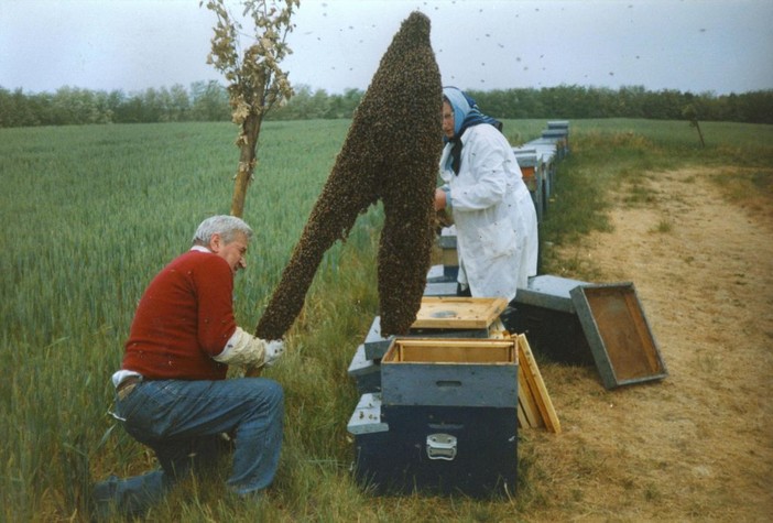 Provincia di Savona "invasa" da sciami di api e calabroni, oltre 20 interventi dei vigili del fuoco