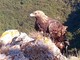 L'aquila reale fa capolino nel Finalese (foto di Antonio Narice) L'aquila reale fa capolino nel Finalese (foto di Antonio Narice)