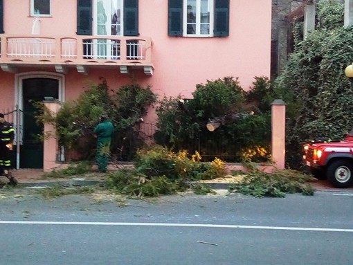 Borghetto, un grosso albero si abbatte sulla via Aurelia