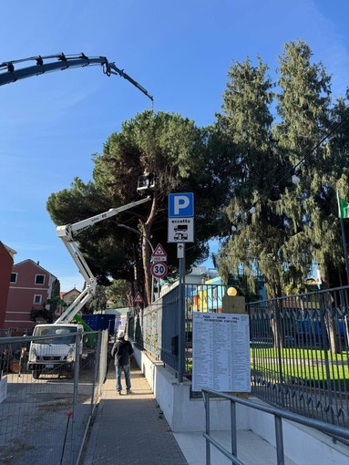 Loano, via all'abbattimento dei pini pericolanti di Parco Rocca