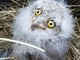 Attenzione ai piccoli di civetta che cadono dal nido Attenzione ai piccoli di civetta che cadono dal nido