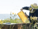 Regione: al via in Liguria sperimentazione di nuove tecniche per difendere le api e la biodiversità dalla vespa velutina Regione: al via in Liguria sperimentazione di nuove tecniche per difendere le api e la biodiversità dalla vespa velutina