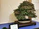 "Bonsai in fortezza", i gioielli dell'antica arte giapponese in mostra al Priamar di Savona