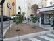 Savona, piante di chinotto nell'aiuola via Schienacoste/via Paleocapa Savona, piante di chinotto nell'aiuola via Schienacoste/via Paleocapa
