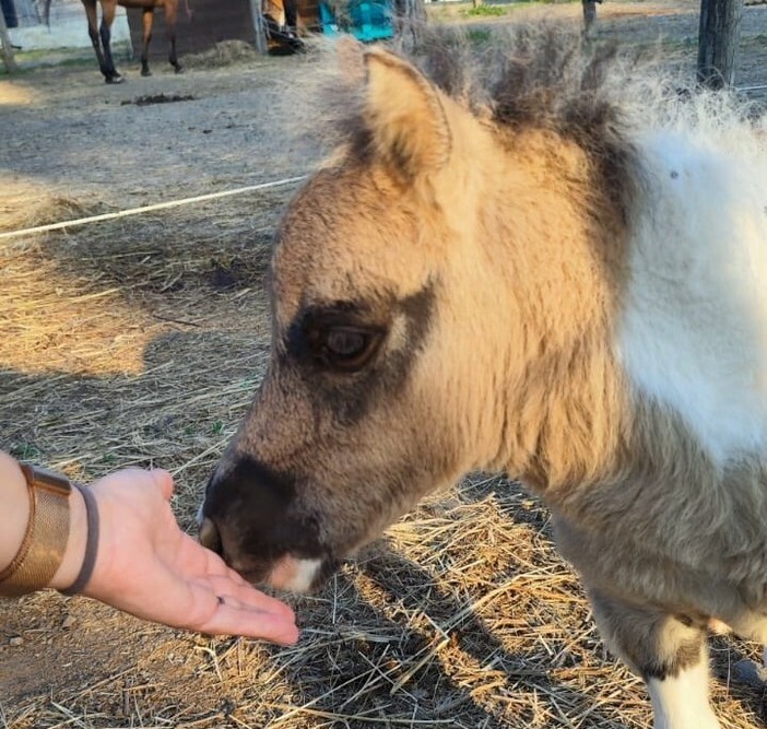Sassello, tre giorni di festa per aiutare la Pediatria con musica, animali e solidarietà