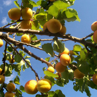 Valleggia: presentazione ufficiale per il presidio Slow Food dell'Albicocca