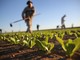 Giovani agricoltori, da Regione Liguria quasi 5 milioni di euro per le nuove imprese: premio fino a 35mila euro
