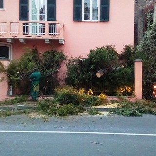 Borghetto, un grosso albero si abbatte sulla via Aurelia