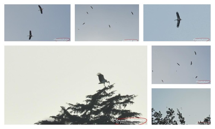 Video di Daniela Taverna