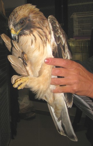 Bracconaggio nell'albenganese: uccisa un'aquila minore