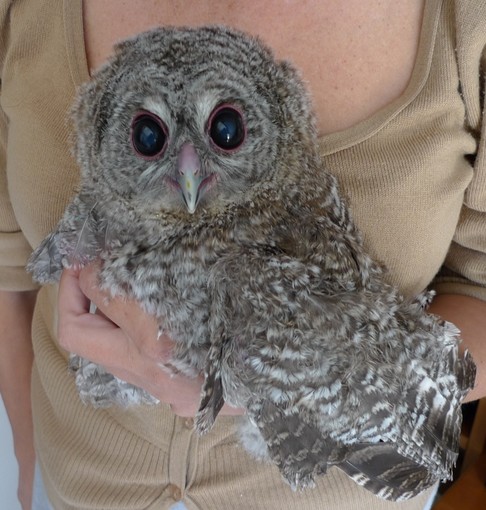 Un piccolo allocco sulle alture di Finale: cercava di sfuggire alla campagna elettorale? Un piccolo allocco sulle alture di Finale: cercava di sfuggire alla campagna elettorale?