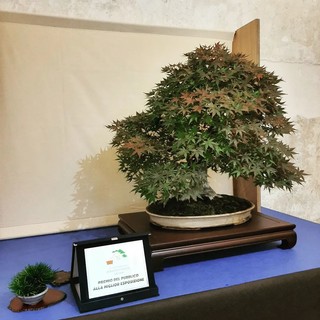 "Bonsai in fortezza", i gioielli dell'antica arte giapponese in mostra al Priamar di Savona