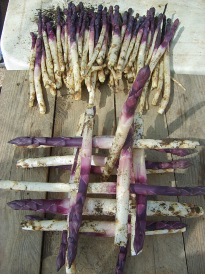 Albenga si prepara a vivere la “grande sfida dell’asparago violetto”