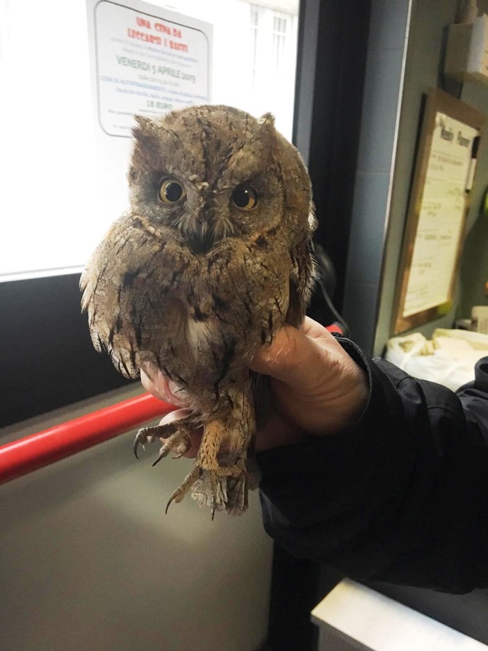 Savona, l'Enpa soccorre due assioli
